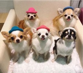 im钱包苹果版app下载