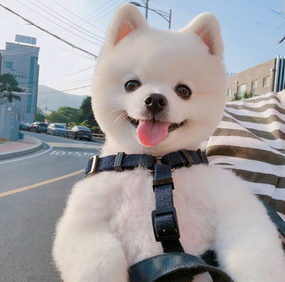 中文版小狐狸钱包