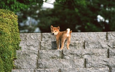 tp钱包苹果版